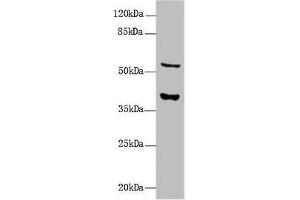 Western Blot All lanes: CALHM3 antibody at 8 μg/mL + Mouse kidney tissue Secondary Goat polyclonal to rabbit IgG at 1/10000 dilution Predicted band size: 40, 39 kDa Observed band size: 40, 55 kDa (CALHM3 anticorps  (AA 201-350))
