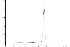 The purity of Cynomolgus CTLA-4 is greater than 95 % as determined by SEC-HPLC. (CTLA4 Protein (AA 37-160) (His tag))