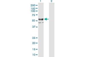 Western Blot analysis of CHST12 expression in transfected 293T cell line by CHST12 MaxPab polyclonal antibody. (CHST12 anticorps  (AA 1-414))