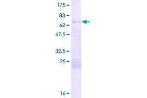 Image no. 1 for G Patch Domain and Ankyrin Repeats 1 (GPANK1) (AA 1-356) protein (GST tag) (ABIN1346429)