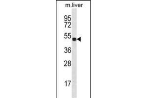 HOXD10 Antibody (C-term) (ABIN656539 and ABIN2845803) western blot analysis in mouse liver tissue lysates (35 μg/lane). (HOXD10 anticorps  (C-Term))