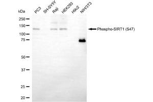 Western blotting analysis using phospho-SIRT1 (S47) antibody (ABIN7800353).