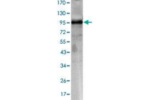 Western blot analysis using CRTC1 monoclonal antibody, clone 1B5  against CRTC1-hIgGFc transfected HEK293 cell lysate. (CRTC1 anticorps)