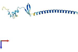 AlphaFold protein structure predicition of Mouse Recombinant Cby1 Protein, UniprotID Q9D1C2