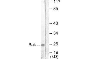 Western Blotting (WB) image for anti-BCL2-Antagonist/killer 1 (BAK1) (N-Term) antibody (ABIN1848436) (BAK1 anticorps  (N-Term))