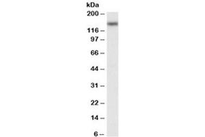 Western blot testing of Jurkat nuclear lysate with NFATC3 antibody at 0. (NFATC3 anticorps)