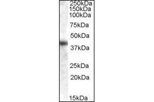 Image no. 1 for anti-Glutamic-Oxaloacetic Transaminase 1, Soluble (Aspartate Aminotransferase 1) (GOT1) (Internal Region) antibody (ABIN372773) (GOT1 anticorps  (Internal Region))