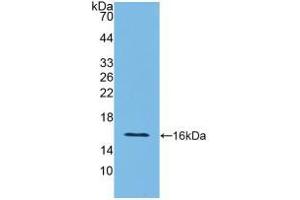 Western blot analysis of recombinant Rat IFNg. (Interferon gamma anticorps  (AA 23-156))