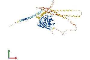 AlphaFold protein structure predicition of Human Recombinant GLDN Protein, UniprotID Q6ZMI3