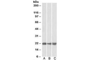 Western blot of mouse NIH3T3 (A), and human HEK293 (B) and HepG2 (C) lysate with PEBP1 antibody at 0. (PEBP1 anticorps)