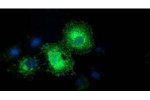 Anti-EFNA2 mouse monoclonal antibody (ABIN2453845) immunofluorescent staining of COS7 cells transiently transfected by pCMV6-ENTRY EFNA2 (RC213728). (Ephrin A2 anticorps)