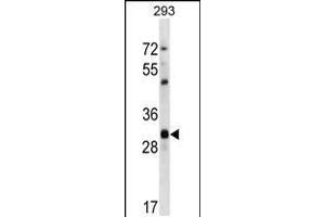Western blot analysis in 293 cell line lysates (35ug/lane).