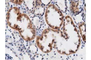Immunohistochemistry (IHC) image for anti-DnaJ (Hsp40) Homolog, Subfamily A, Member 2 (DNAJA2) antibody (ABIN1497859) (DNAJA2 anticorps)