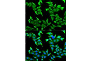 Immunofluorescence analysis of HeLa cells using PVRL2 antibody (ABIN5973114). (PVRL2 anticorps)