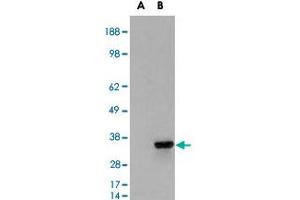 HEK293 overexpressing PSMF1 and probed with PSMF1 polyclonal antibody  (mock transfection in first lane), tested by Origene.