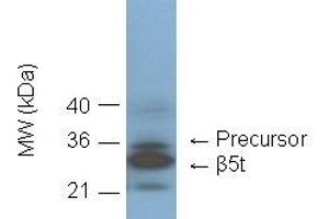 Western blot showing detection of 20S proteasome subunit beta5t in C57/BL6 mouse thymus lysate by  at 1:1000 dilution. (Proteasome 20S Beta5t Subunit anticorps)