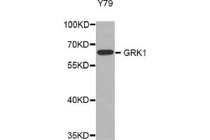 Western blot analysis of extracts of Y79 cell line, using GRK1 antibody.