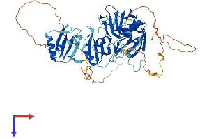 AlphaFold protein structure predicition of Human Recombinant HNRNPLL Protein, UniprotID Q8WVV9