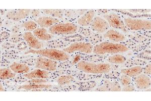 ABIN870670 (2µg/ml) staining of paraffin embedded Human Kidney. (NPR3 anticorps  (AA 520-533))