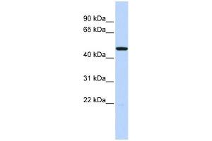 WB Suggested Anti-HTR3C Antibody Titration: 0. (HTR3C anticorps  (Middle Region))