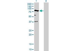 Western Blot analysis of DEAF1 expression in transfected 293T cell line by DEAF1 MaxPab polyclonal antibody.