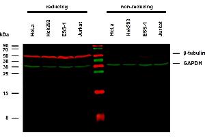 Anti-beta-Tubulin Purified (TU-06) works in WB application under reducing conditions on RIPA cell extracts. (TUBB anticorps)