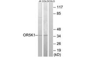 Western blot analysis of extracts from COLO/Jurkat cells, using OR5K1 Antibody. (OR5K1 anticorps  (AA 56-105))