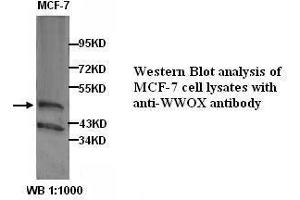Image no. 1 for anti-WW Domain Containing Oxidoreductase (WWOX) antibody (ABIN790974) (WWOX anticorps)