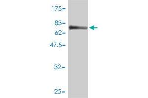 Western Blot detection against Immunogen (77.