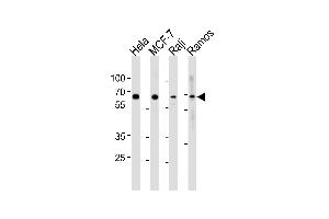 RELA Antibody (N-term) (ABIN1882124 and ABIN2841044) western blot analysis in Hela,MCF-7,Raji,Ramos cell line lysates (35 μg/lane).