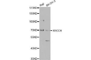 Western blot analysis of extracts of various cell lines, using XRCC6 antibody (ABIN5971106) at 1/1000 dilution. (XRCC6 anticorps)