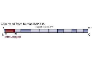 Image no. 3 for anti-General Transcription Factor III (GTF2I) (AA 17-123) antibody (ABIN968264) (GTF2I anticorps  (AA 17-123))