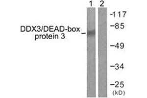 Western Blotting (WB) image for anti-DEAD (Asp-Glu-Ala-Asp) Box Polypeptide 3, X-Linked (DDX3X) (AA 466-515) antibody (ABIN2888820) (DDX3X anticorps  (AA 466-515))