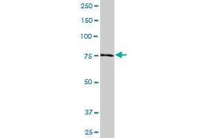 NDUFS1 MaxPab polyclonal antibody.