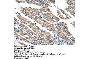 Human Muscle (KEAP1 anticorps  (C-Term))