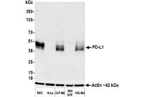 Western Blotting (WB) image for anti-CD274 (PD-L1) (AA 19-238) antibody (ABIN7453332)