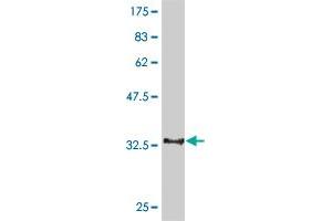 Western Blot detection against Immunogen (36.