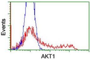 Image no. 2 for anti-V-Akt Murine Thymoma Viral Oncogene Homolog 1 (AKT1) antibody (ABIN1496559) (AKT1 anticorps)