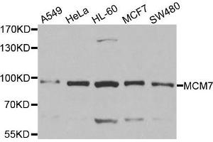 Western blot analysis of extracts of various cell lines, using MCM7 antibody. (MCM7 anticorps  (AA 360-719))