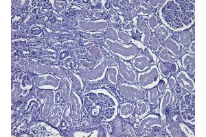 ABIN185240 Negative Control showing staining of paraffin embedded Human Kidney, with no primary antibody. (GAPDH anticorps  (C-Term))