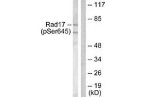 Western blot analysis of extracts from HeLa cells treated with UV 15', using RAD17 (Phospho-Ser645) Antibody. (RAD17 anticorps  (pSer645))