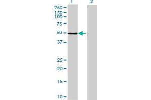 Western Blot analysis of PRKAR2A expression in transfected 293T cell line by PRKAR2A MaxPab polyclonal antibody.