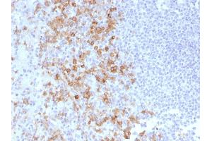 Formalin-fixed, paraffin-embedded human Spleen stained with CD162 Monoclonal Antibody (PSGL1/1601). (SELPLG anticorps)