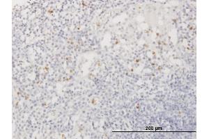 Immunoperoxidase of purified MaxPab antibody to AZU1 on formalin-fixed paraffin-embedded human lymph node.