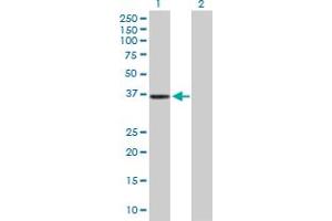 Western Blot analysis of APOBEC3G expression in transfected 293T cell line by APOBEC3G MaxPab polyclonal antibody.