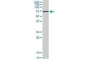 HSPA1B monoclonal antibody (M05), clone 2D11. (HSPA1B anticorps  (AA 531-611))