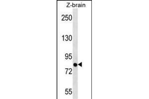 Zebrafish SIM1 Antibody (N-term) (ABIN656884 and ABIN2846084) western blot analysis in zebra fish brain tissue lysates (35 μg/lane). (SIM1 anticorps  (N-Term))