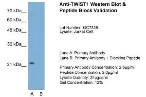 Host:  Rabbit  Target Name:  TWIST1  Sample Type:  Jurkat  Lane A:  Primary Antibody  Lane B:  Primary Antibody + Blocking Peptide  Primary Antibody Concentration:  2. (TWIST1 anticorps  (C-Term))