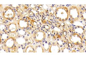 Detection of ORM2 in Human Kidney Tissue using Polyclonal Antibody to Orosomucoid 2 (ORM2) (Orosomucoid 2 anticorps)