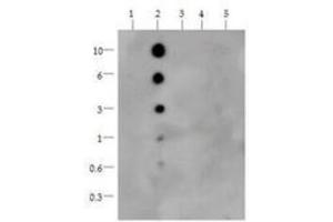 Dot Blot of Rabbit Histone H3 [Monomethyl Lys36] Antibody.